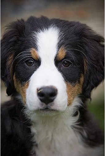 serious looking bernese moutain puppy picture.jpg
