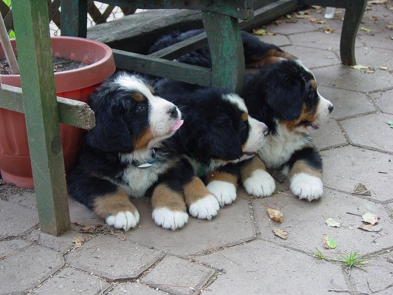 sibblings bernese puppies.jpg
