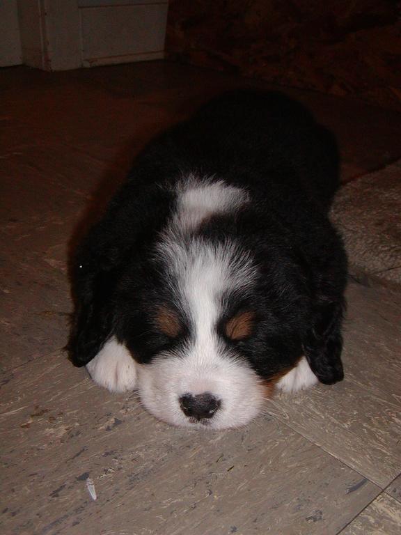 sleeping bernese moutain puppy.jpg
