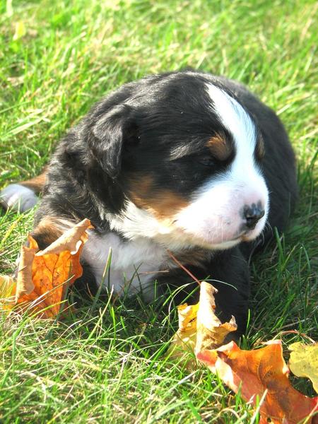 so cute bernese moutain puppy picture.jpg
