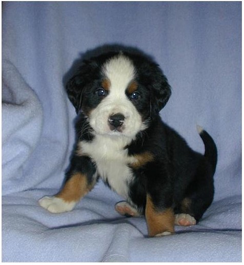 so cute bernese pup photo.jpg
