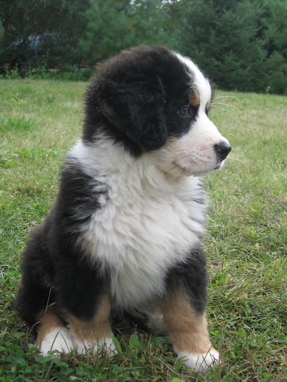 very cute bernese moutain dog.jpg
