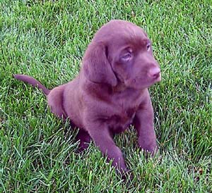 labrador puppy in chocolate1.jpg
