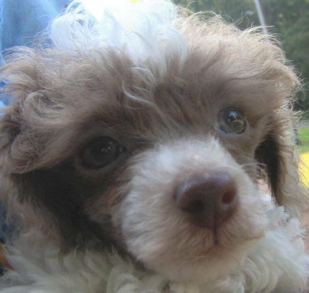 closeup picture of poodle puppy face.jpg
