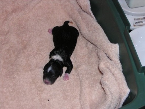 new born party poodle in black with white lines.jpg
