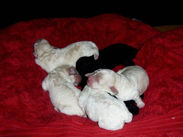 newborn party puppies_so adorable puppies.jpg
