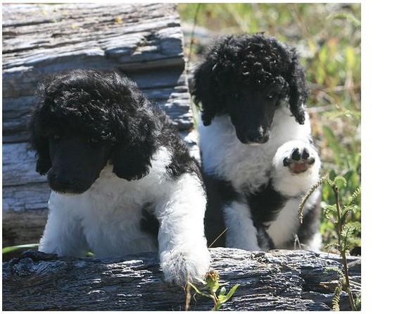 parti poodle puppies image.jpg
