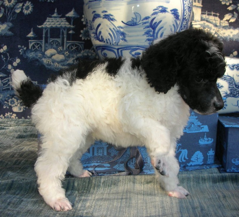 parti poodle puppy.jpg
