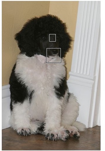 parti poodle puppy image.jpg
