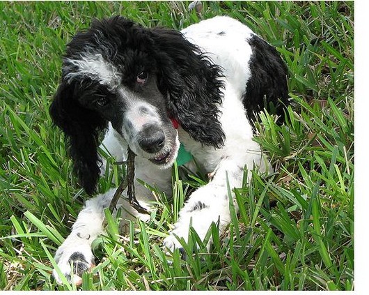 parti puppy bitting its branch.jpg
