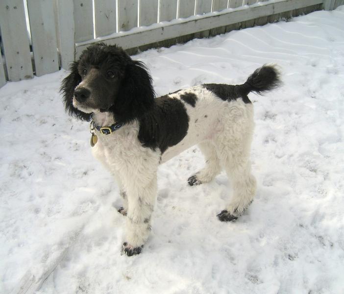 parti puppy in snow.jpg
