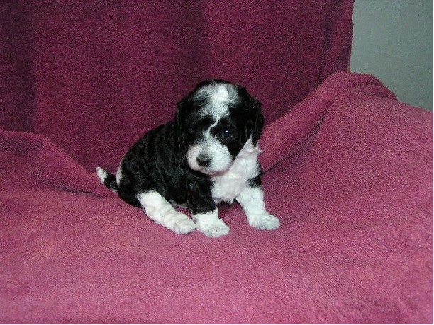 parti puppy in white and black.jpg
