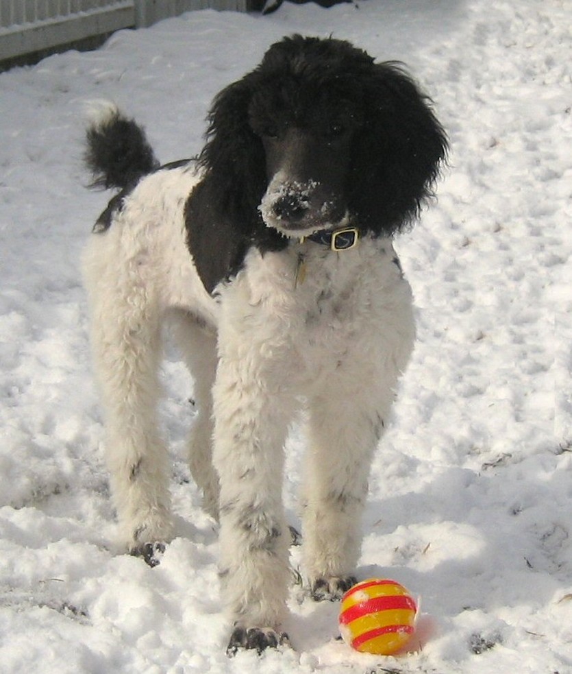 parti puppy playing in snow.jpg
