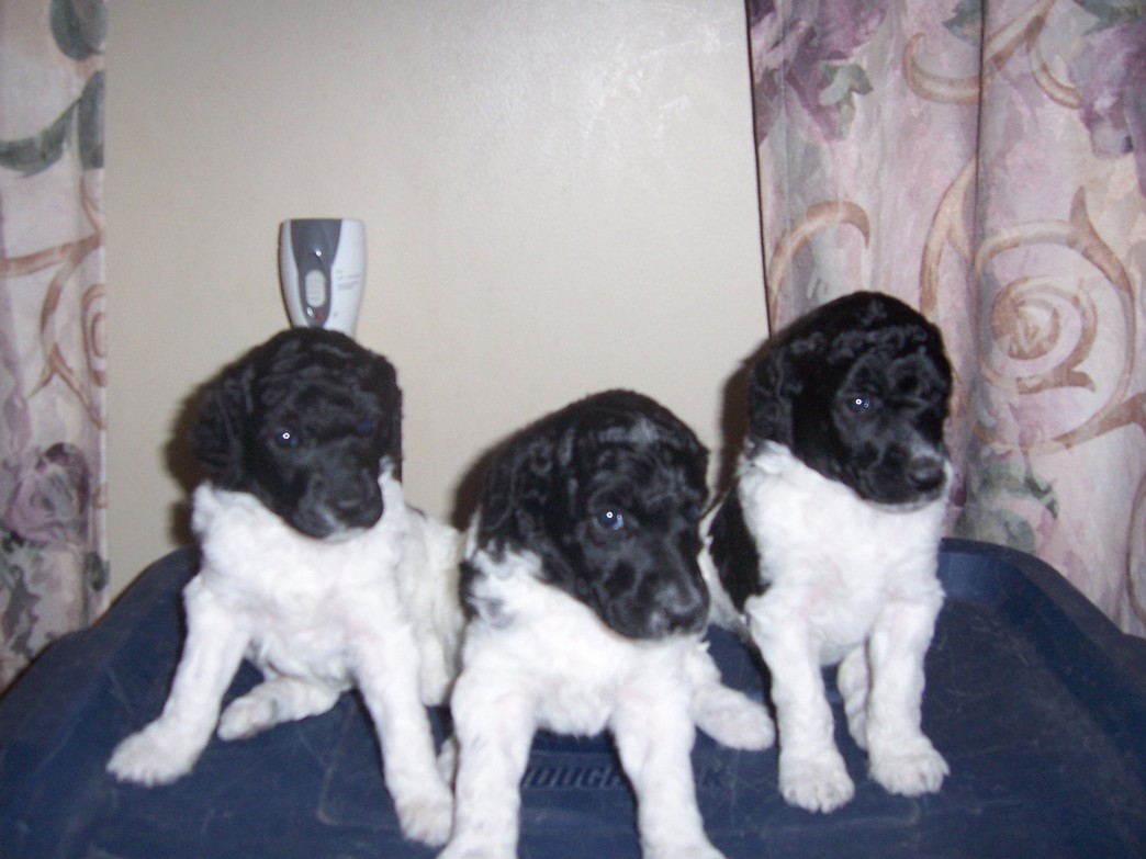 party puppies photo.jpg
