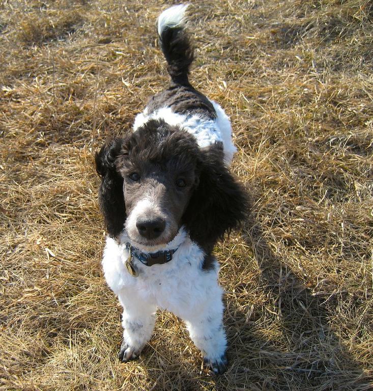 party puppy looking up to the camera.jpg
