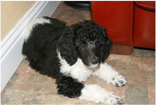 photo of a young parti poodle puppy.jpg
