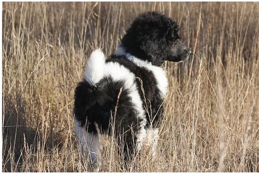 photo of party poodle puppy from behind.jpg
