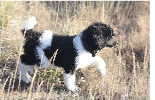 picture of poodle puppy in black and white.jpg
