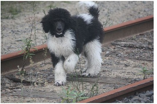 poodle dog picture.jpg
