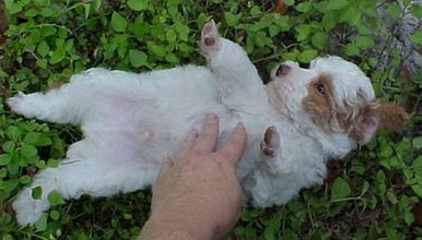 poodle pup playing on its back.jpg
