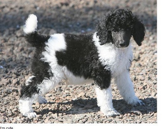 pretty party poodle puppy picture.jpg
