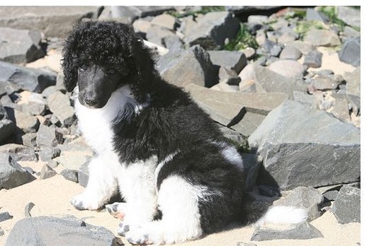 pretty party poodle puppy taking a sun bath.jpg
