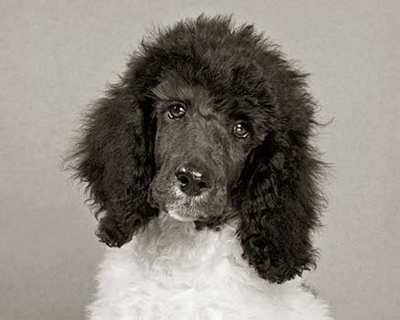 sad looking poodle puppy pic_though still looks so swwet.jpg
