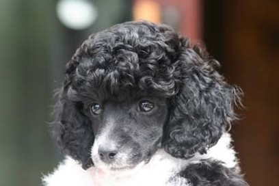 sweet parti poodle face puppy picture.jpg
