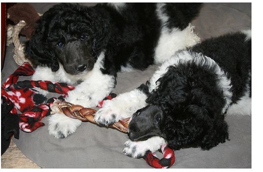 two poodle puppies playing.jpg
