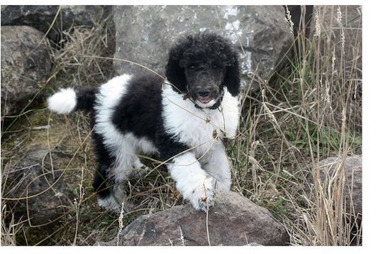 white and black poodle puppy photo.jpg
