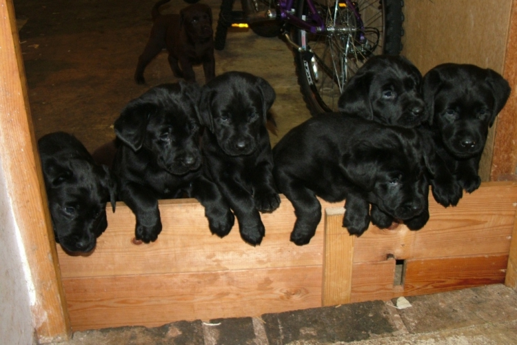 labrador retriever puppies in black.JPG
