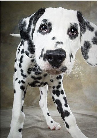 close up picture of a dalmation puppy.jpg
