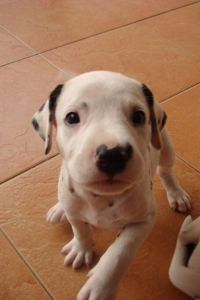 cute and funny puppy picture of Dalmation dog.jpg
