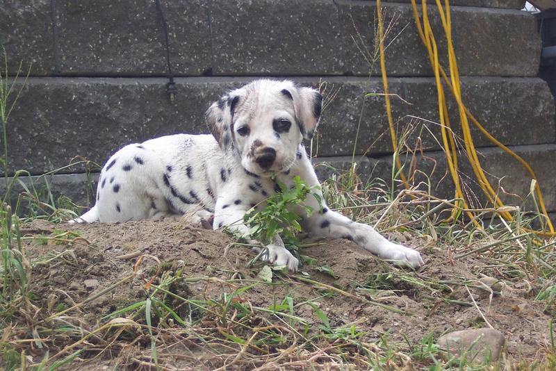 Dalmatian puppy playing in dirt.jpg
