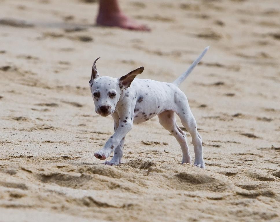 Dalmation Puppy playing on the beach.jpg
