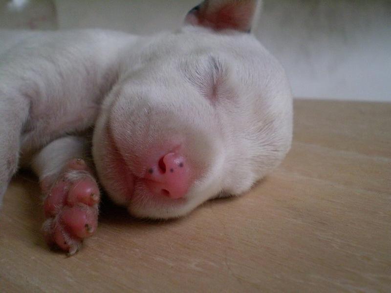 newborn Dalmation Puppy picture.jpg
