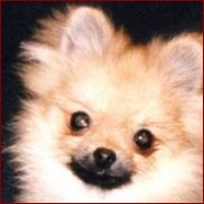 Pomeranian pup1.jpg

