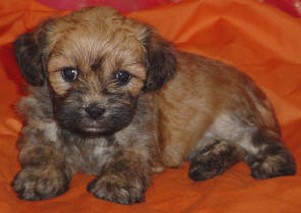 Poodle Lhasa Apso.jpg
