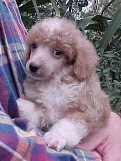 poodle puppy.jpg
