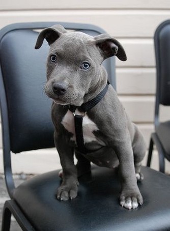 blackk pitbull puppy picture.jpg (4 comments)