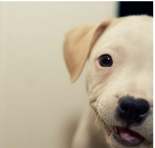 close up picture of a cream pitbull puppy.jpg
