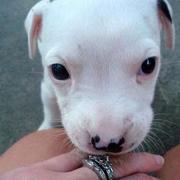 close up picture of a pitbull puppy face.jpg
