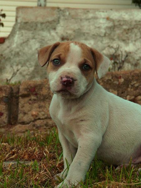 cute puppy picture of pit bull.jpg
