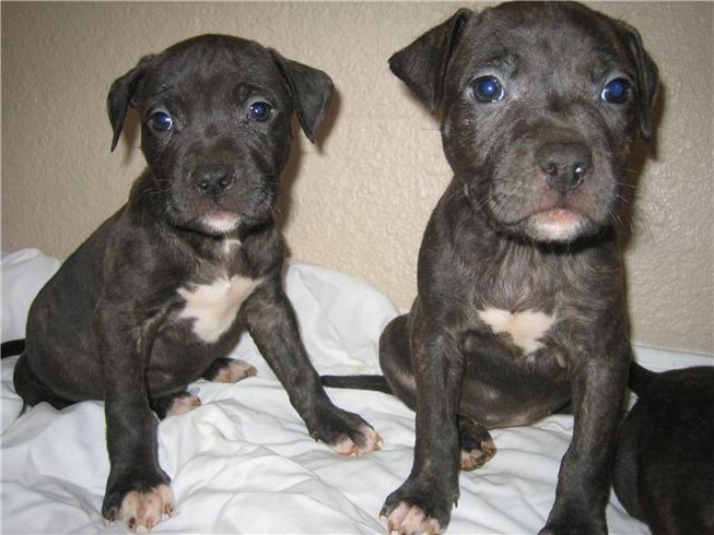 photo of pitbull puppies in black and white on the chests.jpg
