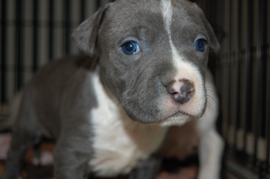 white and grey pitbull pup with dark blue eyes.jpg
