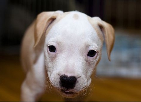 white and light tan pit bull pup picture.jpg
