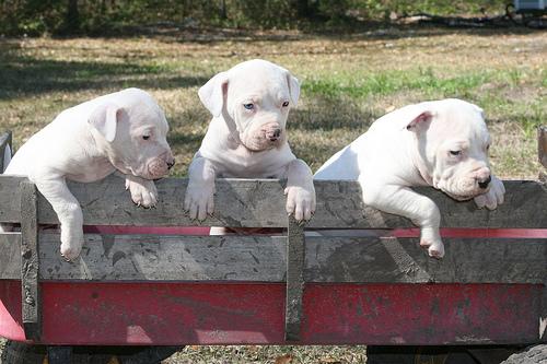 Antebellum Maxwell Puppies
