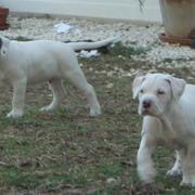 Antebellum Maxwell Puppies1
