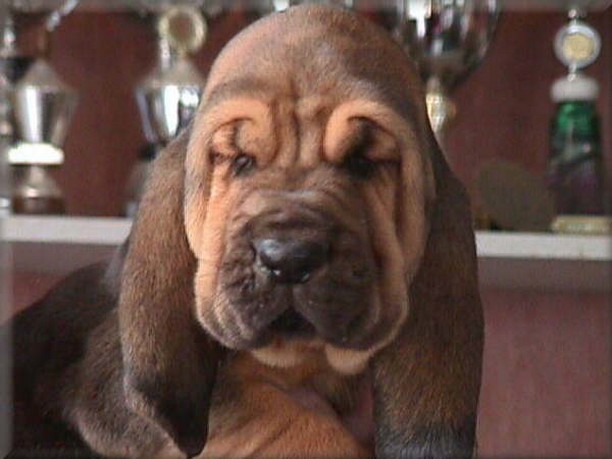 bloodhound puppy with long ears.jpg
