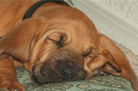 picture of a sleep dog face_bloodhound pup.jpg
